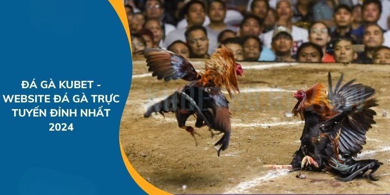 Đá gà Kubet nền tảng cá cược đá gà hàng đầu khu vực