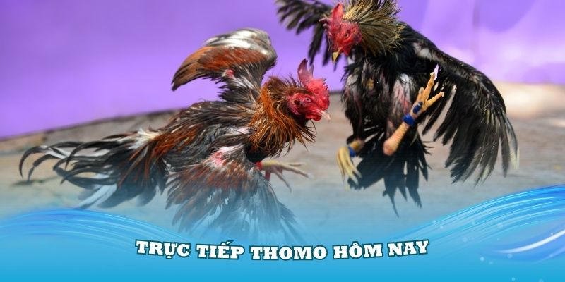 Trực tiếp Thomo hôm nay tại nhà cái Kubet hấp dẫn nhất