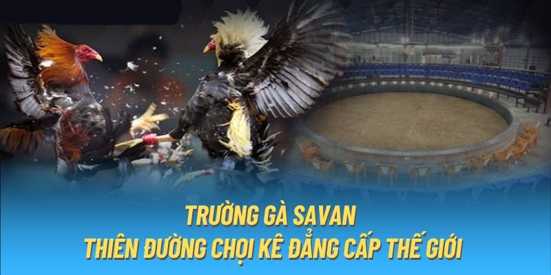 Tổng hợp các ưu điểm thu hút khách hàng đến với Savan